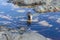 Chinstrap penguin on the beach in Antarctica with reflection