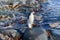 Chinstrap penguin on the beach in Antarctica with reflection