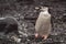 The chinstrap penguin carrying a rock