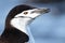 Chinstrap penguin close-up, Antarctica