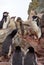 Chinstrap penguin colony in Antarctica