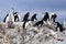 A Chinstrap Penguin Colony with rocks