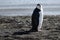 Chinstrap penguin on dark beach of Deception Island, Antarctic Peninsula