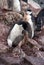 Chinstrap penguin feeding a chick in Antarctica