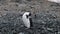 Chinstrap Penguin on Half Moon Island