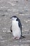 Chinstrap penguin holding rock.