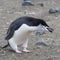 Chinstrap penguin holding rock.