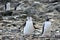 A Chinstrap Penguin on the left and a Gentoo Penguin on the right, Antarctic Peninsula