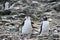 A Chinstrap Penguin on the left and a Gentoo Penguin on the right, Antarctic Peninsula