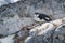 Chinstrap penguin lies on rock facing camera