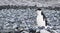 A chinstrap penguin on Livingston Island, Antarctica.