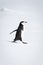 Chinstrap penguin marches across snow facing right