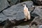 Chinstrap penguin, midair, jumping down a large rock fall, Half Moon Island, Antarctica