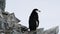 Chinstrap Penguin on the nest