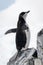 Chinstrap penguin perched on rocks facing right