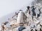 Chinstrap penguin, Pygoscelis antarcticus, on Spigot Peak mountain top, Arctowski peninsula, Antarctic Peninsula, Antarctica