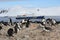 Chinstrap penguin rookery in Antarctica