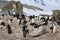 Chinstrap penguin rookery in Antarctica