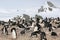 Chinstrap penguin rookery in Antarctica