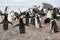 Chinstrap penguin rookery in Antarctica