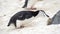 Chinstrap penguin in the snow