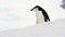 Chinstrap Penguin on snow