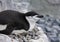 Chinstrap Penguin - South Shetland Islands - Antarctica
