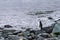 Chinstrap Penguin standing on a rock looking out over the ocean on the beach of King George Island, South Shetland Islands, Antarc