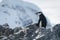 Chinstrap penguin stands on ridge facing left