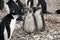 Chinstrap penguin with twin fledglings