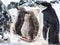 A Chinstrap penguin with two young