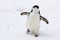 Chinstrap Penguin walking in the snow