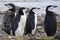 Chinstrap penguins.