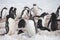 Chinstrap penguins