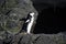 Chinstrap penguins in the Antarctic Peninsula.