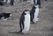 Chinstrap penguins in Antarctica