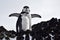 Chinstrap Penguins, Black and white portrait, Visokoi Island