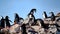 Chinstrap penguins in colony on rocks of Half Moon Island, Antarctic Peninsula