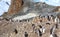 Chinstrap penguins family members gathering on the rocks