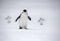 Chinstrap penguins marching, Anarctica