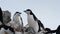 Chinstrap Penguins on the nest