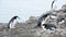 Chinstrap Penguins on the nest