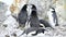 Chinstrap Penguins on the nest