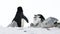 Chinstrap Penguins on the nest