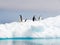 Chinstrap penguins, Pygoscelis antarcticus, standing on ice floe