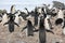 Chinstrap penguins sing in Antarctica