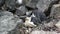 Chinstrap Penguins in the snow on Half Moon Island