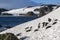 Chinstrap Penguins - South Shetland Islands - Antarctica