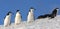 Chinstrap Penguins - South Shetland Islands - Antarctica