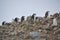 Chinstrap penguins standing on the hillside